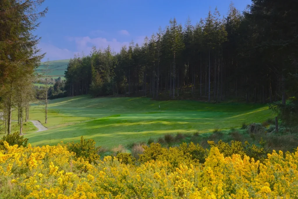 Macreddin 2 green to fairway gorse 5037 1 3 1080x721